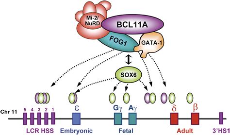 bcl11a gene